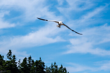 Gannet flying in Percé, Quebec, Canada