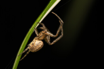 Araignée Zygiella x-notata en gros plan sur sa toile, espèce commune des jardins, tisseuse de toiles orbiculaires avec un secteur manquant, photo macro de l’araignée sectorielle © Colombe Delons