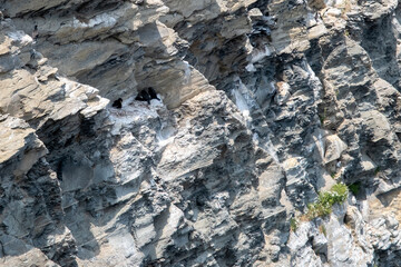 Birds hiding on a cliff 