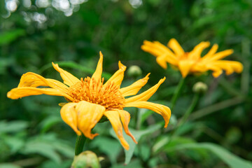 Close-up of a vibrant Mexican sunflower (Tithonia diversifolia) in bloom, set against a lush green...