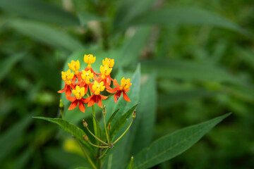 Bright orange and yellow blooms of Mexican Butterfly Weed (Asclepias curassavica) stand out vividly...