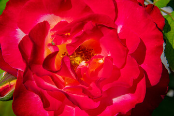 Naklejka premium Red rose close-up