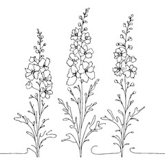 Set of outline herbs, Meadow leaves, doodle floral. Hand drawn wild flowers Botanical drawing. Detailed line art Delphinium illustration. Simple Stylized wildflowers. Black and White Larkspur
