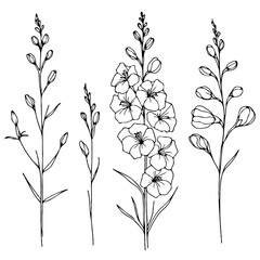 Set of outline herbs, Meadow leaves, doodle floral. Hand drawn wild flowers Botanical drawing. Detailed line art Delphinium illustration. Simple Stylized wildflowers. Black and White Larkspur