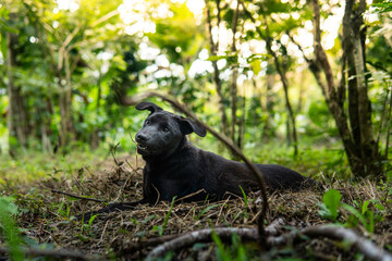 A black dog lies on dry grass in a tropical forest, looking alert and relaxed. Natural jungle setting with warm sunlight and vibrant green foliage in the background.