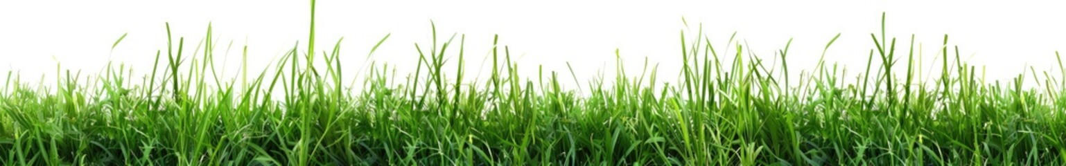 Fresh Green Grass with Drops Dew, on white