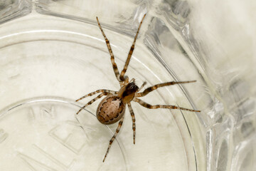 Araignée Zygiella x-notata en gros plan sur sa toile, espèce commune des jardins, tisseuse de toiles orbiculaires avec un secteur manquant, photo macro de l’araignée sectorielle
