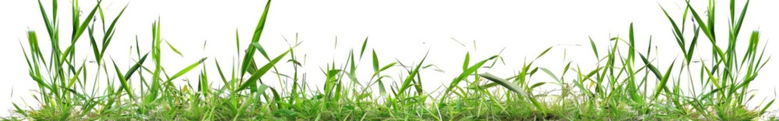 Fresh Green Grass with Drops Dew, on white