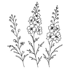 Set of outline herbs, Meadow leaves, doodle floral. Hand drawn wild flowers Botanical drawing. Detailed line art Delphinium illustration. Simple Stylized wildflowers. Black and White Larkspur