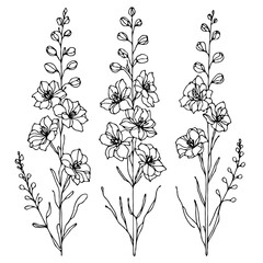 Set of outline herbs, Meadow leaves, doodle floral. Hand drawn wild flowers Botanical drawing. Detailed line art Delphinium illustration. Simple Stylized wildflowers. Black and White Larkspur