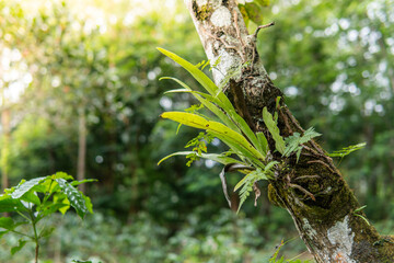 A young strap fern (Campyloneurum spp.) grows epiphytically on a moss-covered tree trunk in a...