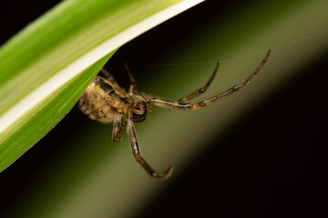 Araignée Zygiella x-notata en gros plan sur sa toile, espèce commune des jardins, tisseuse de toiles orbiculaires avec un secteur manquant, photo macro de l’araignée sectorielle