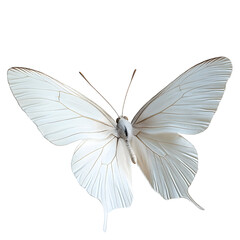 Obraz premium white butterfy flying