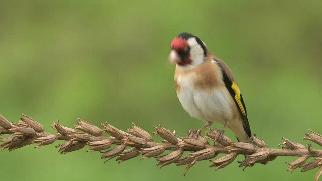 European goldfinch Carduelis carduelis bird songbird wildlife nature predator cock o the north, beautiful animal mountain finch, animal, bird watching ornithology, flower bud fauna wildlife Europe