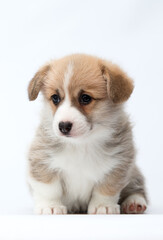 Pembroke Welsh Corgi puppy on white background