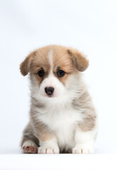 Pembroke Welsh Corgi puppy on white background