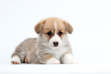 Pembroke Welsh Corgi puppy lying on white background looking at camera