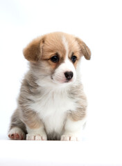 Pembroke Welsh Corgi puppy sits on white background and looks sideways