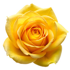 yellow rose isolated on white