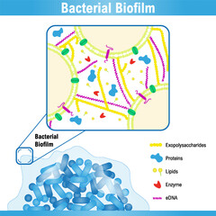 Schematic representation of a bacterial biofilm and its extracellular polymeric substance. Vector medical illustration