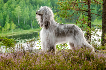 Afghan hound stands on a precipice against the background of a forest