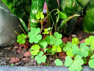 Fototapeta premium Tréboles