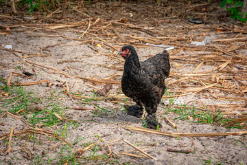 galinha, galo preto com penas nas patas