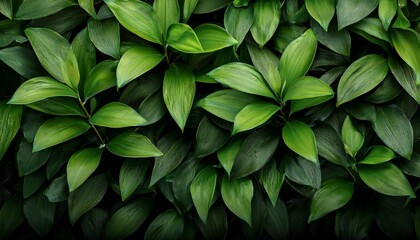 Obraz premium bush of green leaves for desktop background or resource for fineart photographer leaves nature overlay
