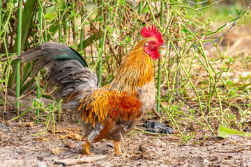 galo colorido