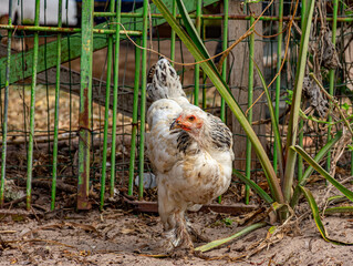 galinha branca no quintal
