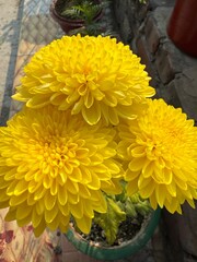 A bright bouquet of yellow and orange chrysanthemum flowers in a vase, capturing the beauty of nature's vibrant autumn blossom