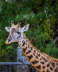 A Northern giraffe is standing in a green field with a fence behind it