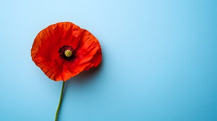 Red poppy blooming on a minimalist light blue background