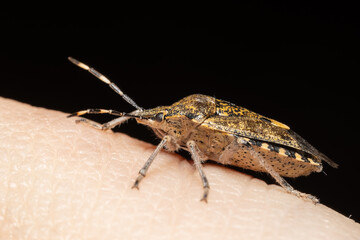 Pentatome nébuleuse Rhaphigaster nebulosa en intérieur durant l'hiver, insecte envahissant posé sur surface domestique, macro photographie de l’hémiptère