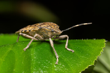 Pentatome nébuleuse Rhaphigaster nebulosa en intérieur durant l'hiver, insecte envahissant posé sur surface domestique, macro photographie de l’hémiptère