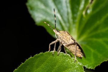 Pentatome nébuleuse Rhaphigaster nebulosa en intérieur durant l'hiver, insecte envahissant posé...