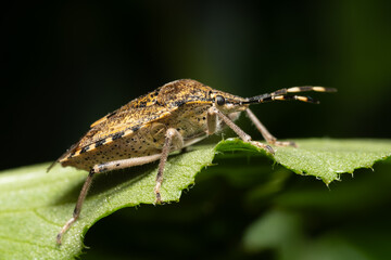 Pentatome nébuleuse Rhaphigaster nebulosa en intérieur durant l'hiver, insecte envahissant posé sur surface domestique, macro photographie de l’hémiptère