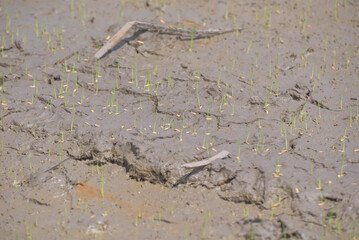 Young rice plants sprout from cracked dry mud in a paddy field, symbolizing agriculture and growth.