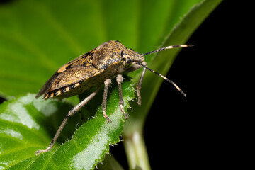 Pentatome nébuleuse Rhaphigaster nebulosa en intérieur durant l'hiver, insecte envahissant posé sur surface domestique, macro photographie de l’hémiptère