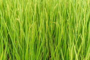 Obraz premium Vibrant green rice paddy field close up for sustainable agriculture, organic farming, and food production concepts