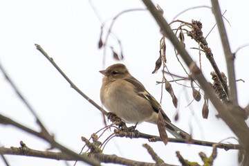 Pinson des arbres femelle Fringilla coelebs dans un arbre en hiver, oiseau observé en milieu...