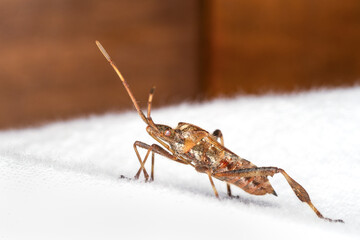 Punaise américaine du pin Leptoglossus occidentalis photographiée en intérieur, insecte invasif sur surface domestique, macro photographie d’hémiptère
