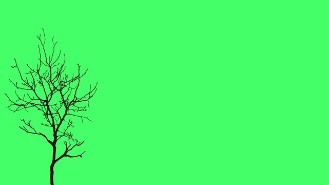 2D animation of a spooky Halloween tree animation with a green screen background, perfect for eerie scenes. Features a creepy dry tree swaying in the wind, adding a haunting effect to videos. 4k