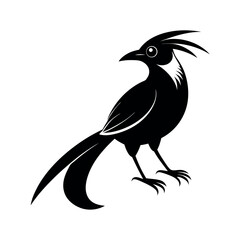 Black Vector Silhouette of Cute Motmot Bird on White Background