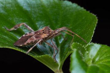 Punaise américaine du pin Leptoglossus occidentalis sur plante d’intérieur en train d’aspirer la sève, insecte invasif photographié en macro