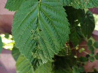 Libélula sobre hoja