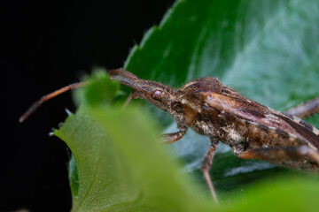 Punaise américaine du pin Leptoglossus occidentalis sur plante d’intérieur en train d’aspirer la sève, insecte invasif photographié en macro