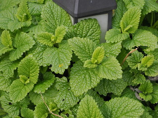 Fresh green lemon balm leaves seen in close-up growing in a garden