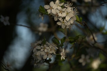 withe flowering bush in spring