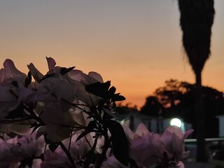 Flor de atardecer